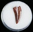 Beautiful Red Raptor Tooth From Morocco - #11231-1